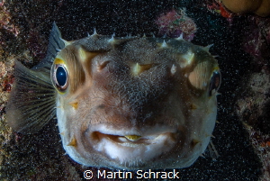 The pufferfish looks out of its cave, thank God I had my ... by Martin Schrack 